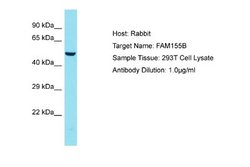 FAM155B Rabbit anti-Human, Polyclonal, Novus Biologicals 0.1ml; Unconjugated:Antibodies,